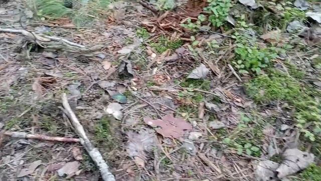 Сходили за грибами хоть и боимся медведей. Есть ли грибы в Беларуси. Вкусное блюдо из грибов. смотреть онлайн