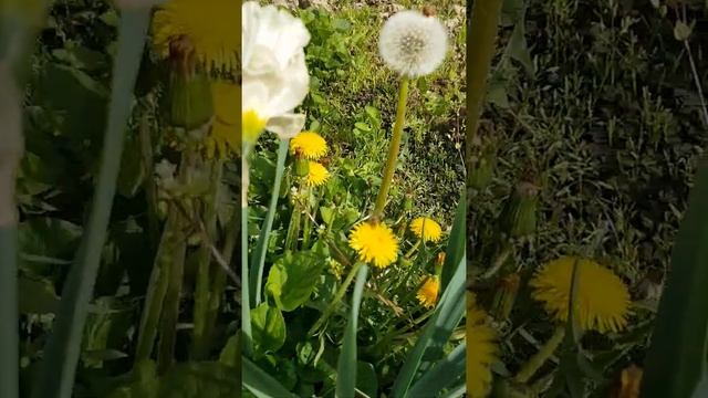 жук божья коровка смотреть онлайн