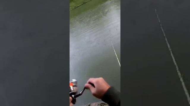 Поймал сразу на две удочки . #рыбалка #fishing #рибалка #shorts #pesca #mancing #bassfishing #охота смотреть онлайн
