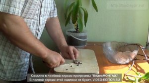 ЗОЛОТОЙ УС В НАРОДНОЙ МЕДИЦИНЕ