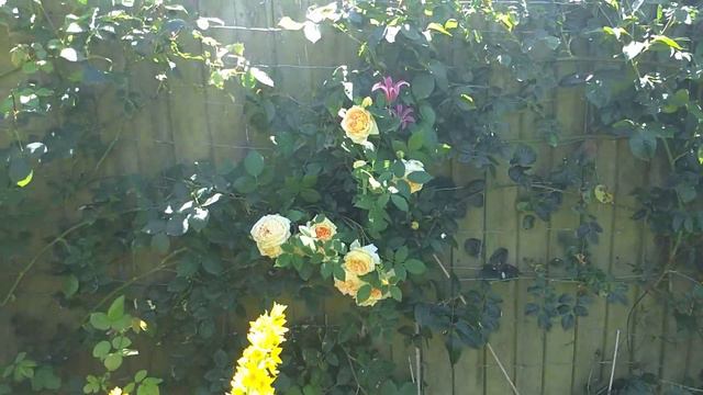 Loosestrife, Bathsheba rose, Princess Diana clematis смотреть онлайн
