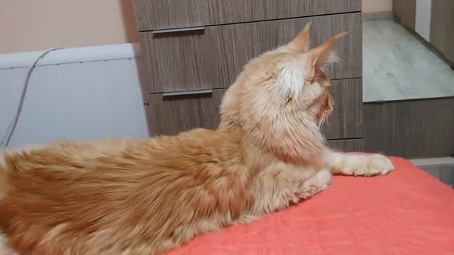 Подскажите пожалуйста где можно купить намордник ??...для кота ??☝️ смотреть онлайн