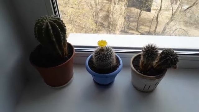 К дню космонавтики у меня расцвёл кактус смотреть онлайн