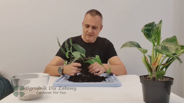 41. Monstera Peru, Philodendron Birkin, Epipremnum Pinnatum Blue Form.