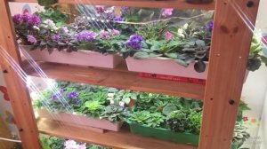 Мой стеллаж с фиалками. Какое освещение выбрать?