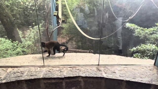 Chapultepec ЗООПАРК/ Мехико/ прогулка по парку Чапультепек смотреть онлайн