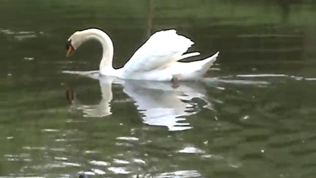 Schwan смотреть онлайн