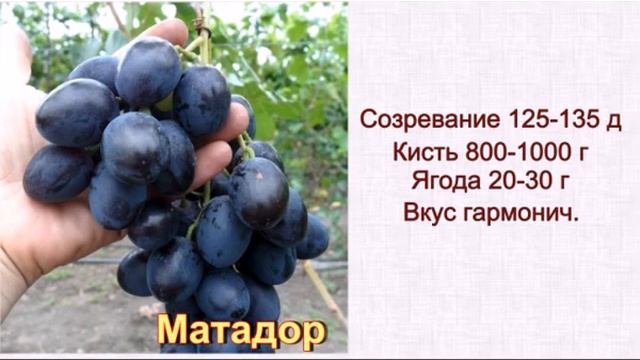 Крупноплодный виноград смотреть онлайн