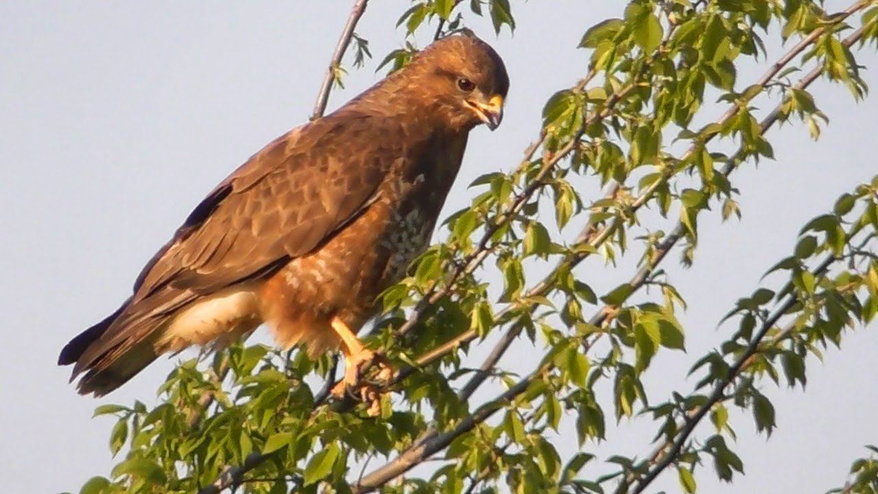 Обыкновенный Канюк высматривает добычу / Common buzzard смотреть онлайн