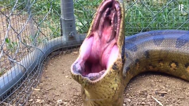 What If You Were Swallowed by an Anaconda? смотреть онлайн