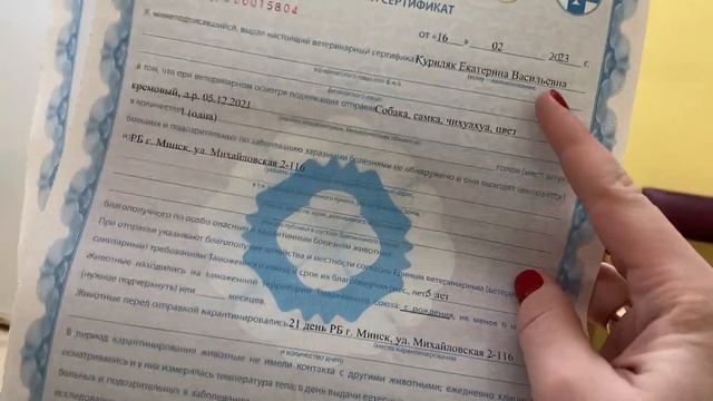 ПЕРВЫЙ РАЗ ЛЕТИМ НА САМОЛЁТЕ С ДВУМЯ ЧИХУАХУА! Подготовка! смотреть онлайн