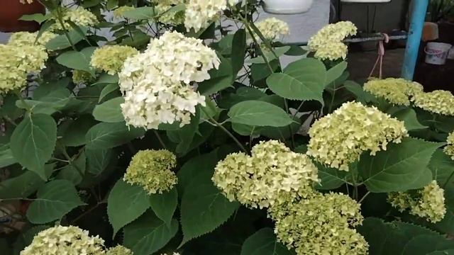 Энотера,Вербейник,Гортензия,Спирея японская и др. цветы. смотреть онлайн