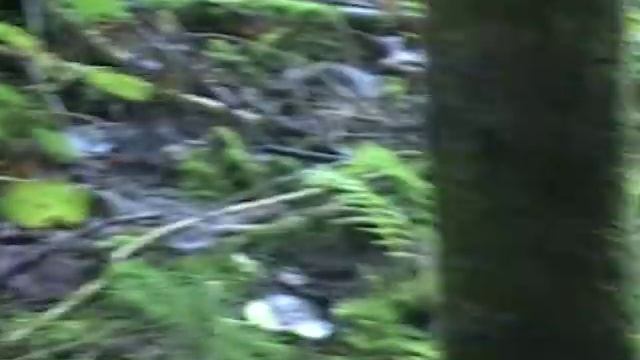 По грибы, Подмосковье август 2016