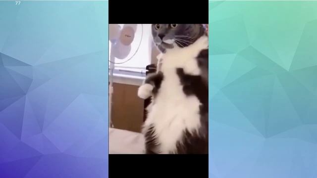 funniest animals videos - Hilarious funny cats and dogs videos смотреть онлайн