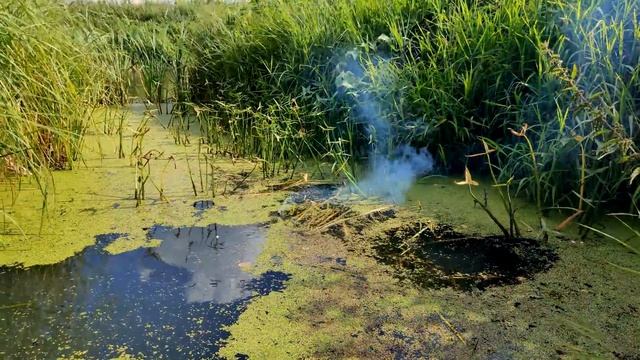 ? БОЛОТО vs МОЩНАЯ ПЕТАРДА ? ЖАБЫ И РЫБЫ В ШОКЕ?? 1 ПЕТАРДА И РЫБА ПОЙМАНА?ВЗРЫВАЮ ПЕТАРДЫ ПОД ВОДО смотреть онлайн