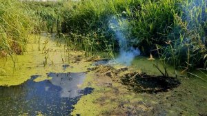 ? БОЛОТО vs МОЩНАЯ ПЕТАРДА ? ЖАБЫ И РЫБЫ В ШОКЕ?? 1 ПЕТАРДА И РЫБА ПОЙМАНА?ВЗРЫВАЮ ПЕТАРДЫ ПОД ВОДО