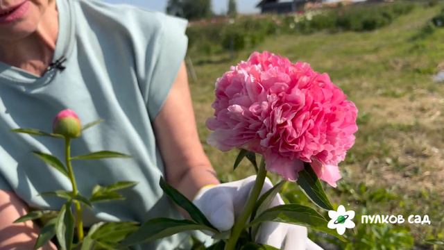 Salmon Hayes Peony. Салмон Хайес пион. Пулков сад