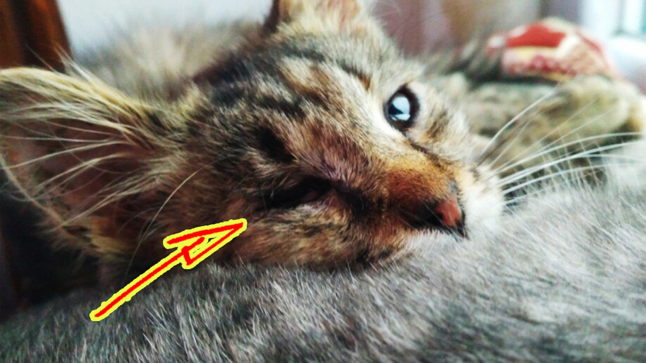 Одноглазый уличный котенок был тощим, но почему-то отказывался от еды смотреть онлайн