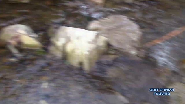 ЗАРИБЛЕННЯ РІЧОК РІЧКОВОЮ ФОРЕЛЮ! РОБИМО ПРИРОДУ такою, ЯКОЮ ВОНА БУЛА ДАВНІШЕ. смотреть онлайн