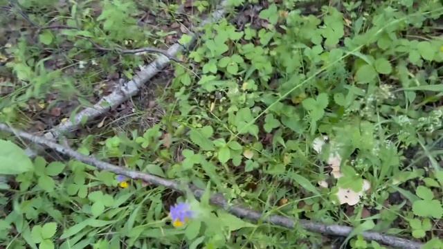 Белые грибы в берёзовой роще ! Лисички набирают обороты ! Грибы 2022 ! смотреть онлайн