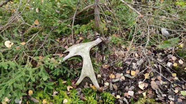 В грязь на новых Cf Moto Cforce 800 HO EPS и Cf Moto Cforce 1000 EPS [ X10 EPS] смотреть онлайн