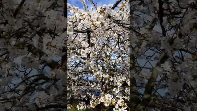 Как цветёт черешня #shorts смотреть онлайн