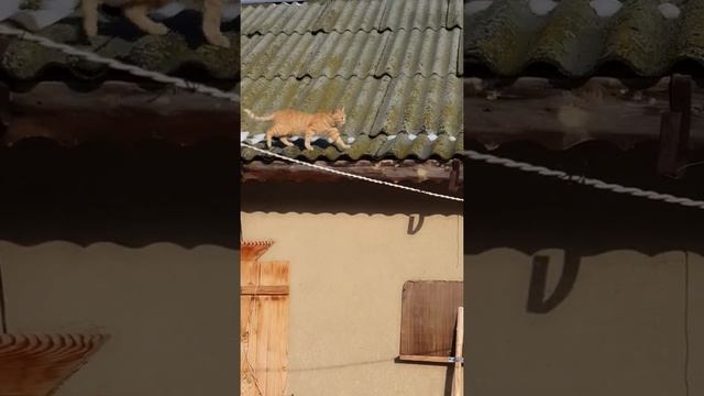 #Shorts #Кошка Ходит по самому краю смотреть онлайн