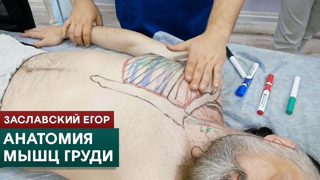 Анатомия мышц груди. Заславский Егор смотреть онлайн