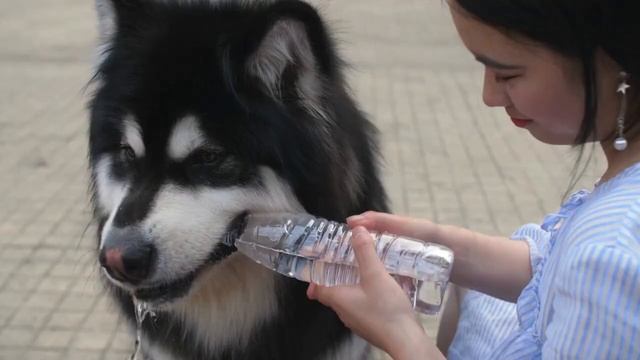 Alaskan Malamute Secrets Exposed for Ultimate Dog Lovers смотреть онлайн