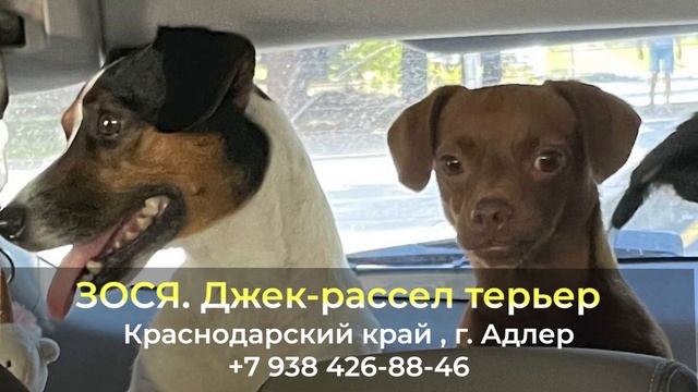 Пропала собака ! ЗОСЯ , Джек-рассел терьер , Краснодаский край , г. Адлер смотреть онлайн