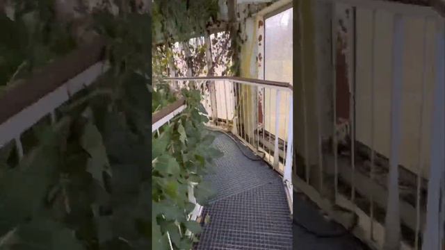 Альпийские поля и пальмы в Швейцарии бесплатно! #travel #nature #swiss смотреть онлайн