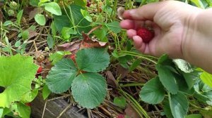 Мице Шиндлер. Старый сорт садовой земляники, непревзойденный вкус.