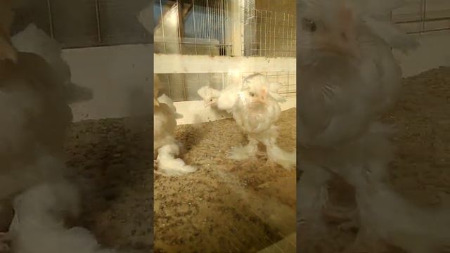 Султанка куры,цыплята с голубыми глазами смотреть онлайн