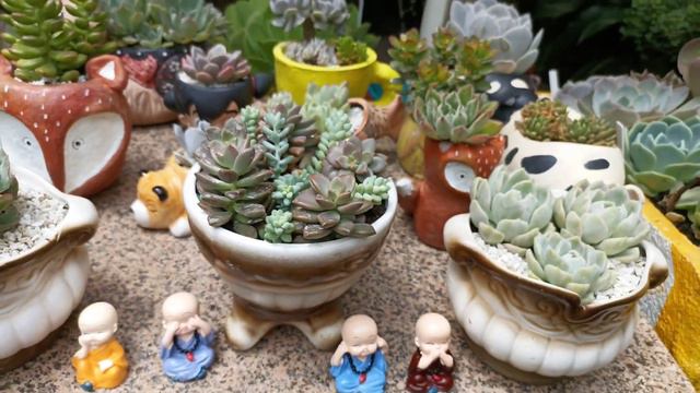 NÃO abro mão no meu cultivo: suculentas em mini vasos | Bate papo com vocês смотреть онлайн