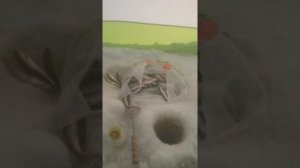 Ловля корюшки на пакет