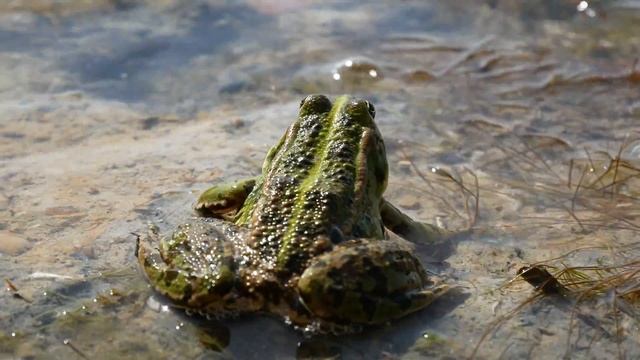 Panasonic Lumix GX80 4K Original 12-32