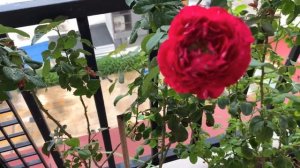 โบ้พารีวิว : กุหลาบ Belle de Segosa บานทนมากกกก #rose #belledesegosa