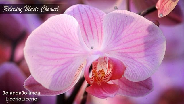 Успокаивающая Музыка для Релаксации, Медитации и Сна: Исцеляющая Музыка Рейки для Очищения Души смотреть онлайн