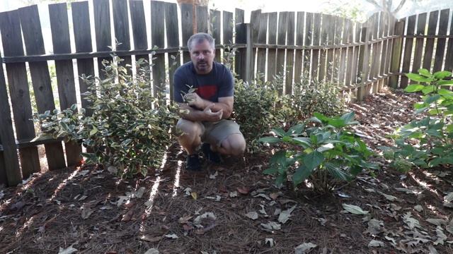 Olive Martini™ Elaeagnus Update / Golden Screening Plant? смотреть онлайн