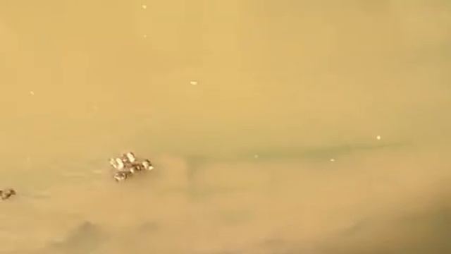 Отважная мама утка против водяной крысы смотреть онлайн