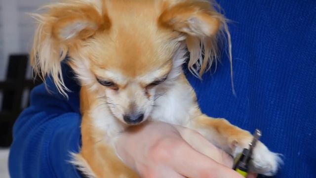 How to Cut Your Dogs Nails! Simple Top Tips on How to Easily and Safely Cut Dog Nails! смотреть онлайн