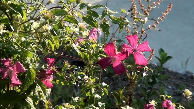 Clematis William Kennett 1 смотреть онлайн