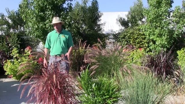 Ornamental Annual Grasses - Part 1 смотреть онлайн