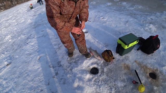 РЫБАЛКА НА ЖЕРЛИЦЫ. ПОЙМАЛИ ГОЛОВЛЯ вес 1.150 смотреть онлайн
