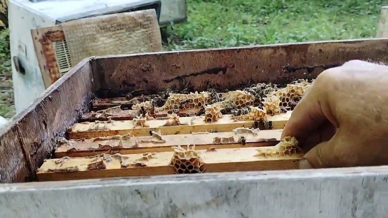 ДВУХМАТОЧНАЯ ПЧЕЛИНАЯ СЕМЬЯ смотреть онлайн