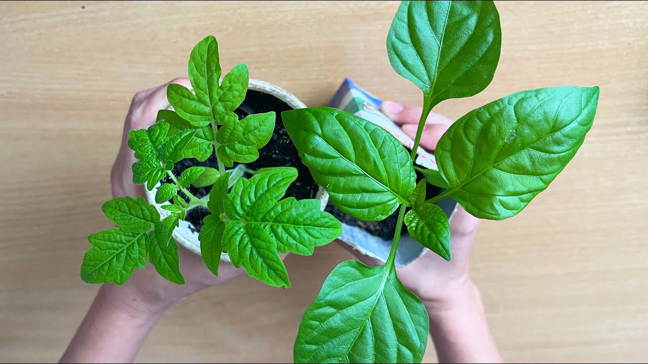 ВСЕГО 1 ЛОЖКА и Любая Рассада Будет Толстым Крепышом 2024 смотреть онлайн