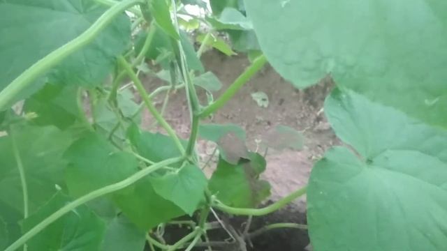 Профилактика и лечение белой плесени без химических средств.