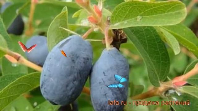 Жимолость съедобная Нимфа (lonicera edulis nimfa) ? Нимфа обзор: как сажать, саженцы жимолости Нимф смотреть онлайн