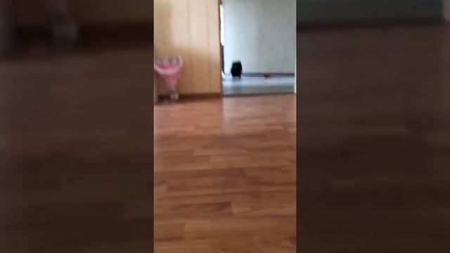 Чёрный мини шпиц играет с пустышкой смотреть онлайн