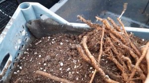 Размножение ежевики почками из корня.